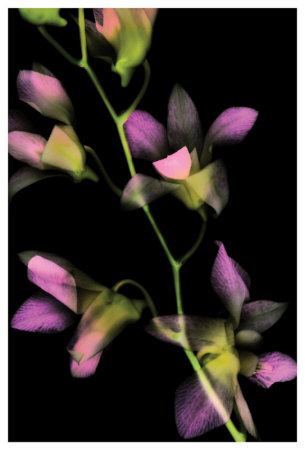 Orchidaceae I by Harold Davis Pricing Limited Edition Print image