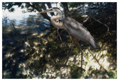 Mangrove Heron by Steve Hunziker Pricing Limited Edition Print image