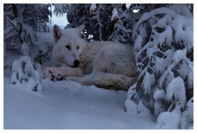 Snowy Wolf by Steve Hunziker Pricing Limited Edition Print image
