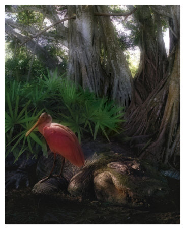 Spoonbill Plight by Steve Hunziker Pricing Limited Edition Print image