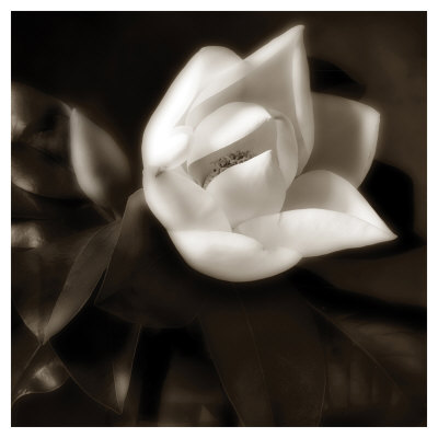 Magnolia Unfolding by Dan Magus Pricing Limited Edition Print image