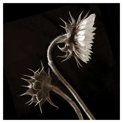 Two Sunflowers by Dan Magus Pricing Limited Edition Print image