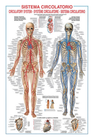 Circulatory System by Libero Patrignani Pricing Limited Edition Print image