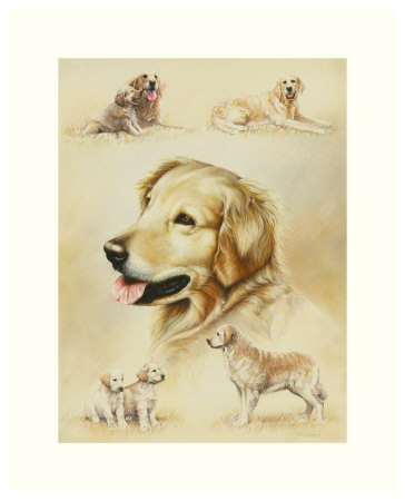 Golden Retriever by Libero Patrignani Pricing Limited Edition Print image