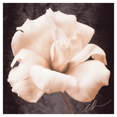 Lisianthus by Christine Zalewski Pricing Limited Edition Print image