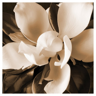 Magnolia Close Up I by Christine Zalewski Pricing Limited Edition Print image