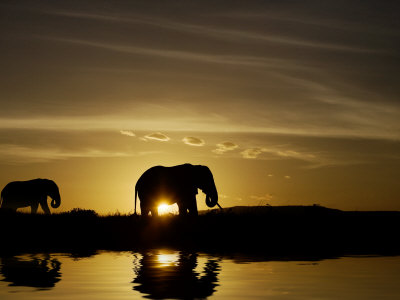 Mother And Baby Elephant Walking By A Lake At Sunrise by Scott Stulberg Pricing Limited Edition Print image