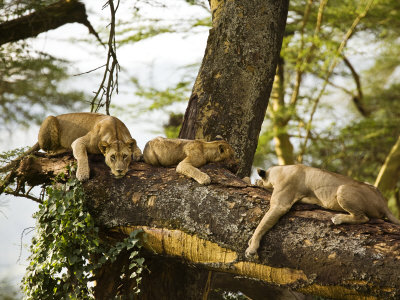 African Lions On Tree by Scott Stulberg Pricing Limited Edition Print image