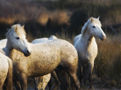 Camargue Horses In The Grass by Scott Stulberg Pricing Limited Edition Print image