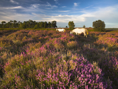 New Forest Ponies Grazing Among The Heather, New Forest, Hampshire, England, United Kingdom, Europe by Adam Burton Pricing Limited Edition Print image