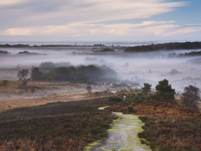 Mist Hanging In The Valleys As Seen From Vereley Hill, New Forest, Hampshire, England, Uk by Adam Burton Pricing Limited Edition Print image