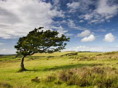 Windswept Tree On Moorland In Exmoor National Park, Somerset, England, United Kingdom, Europe by Adam Burton Pricing Limited Edition Print image