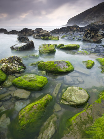 Algae Covered Rocks At Tregardock Beach, North Cornwall, England, United Kingdom, Europe by Adam Burton Pricing Limited Edition Print image