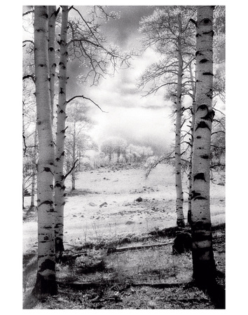 Aspen Vista by Scott Peck Pricing Limited Edition Print image