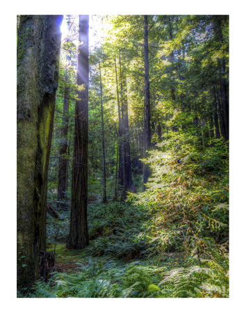 Avenue Of The Giants 1 by Michael Polk Pricing Limited Edition Print image