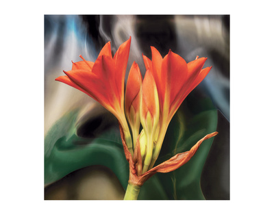 Clivia by Scott Peck Pricing Limited Edition Print image