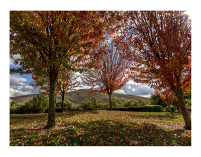 Diablo Vista Park Autumn by Michael Polk Pricing Limited Edition Print image