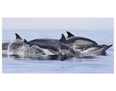 Dolphins At Play by Steve Munch Pricing Limited Edition Print image