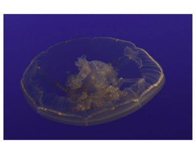 Jellyfish by Michael Polk Pricing Limited Edition Print image