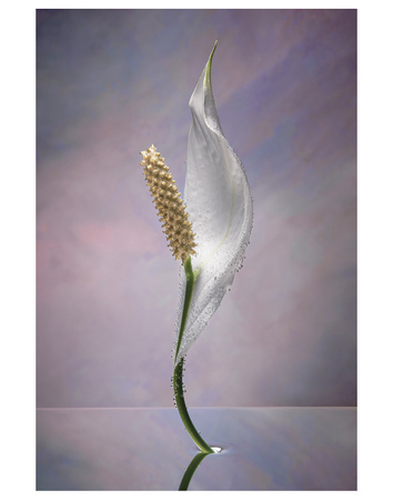 Peace Lily by Scott Peck Pricing Limited Edition Print image