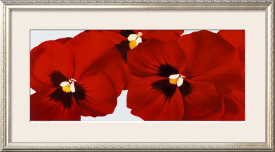 Red I by Yvonne Poelstra Holzhaus Pricing Limited Edition Print image