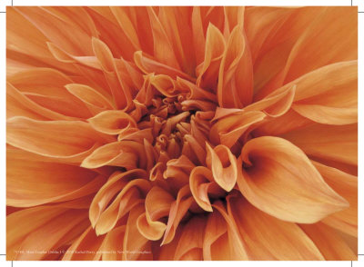 Mini Graphic Dahlia I by Rachel Perry Pricing Limited Edition Print image
