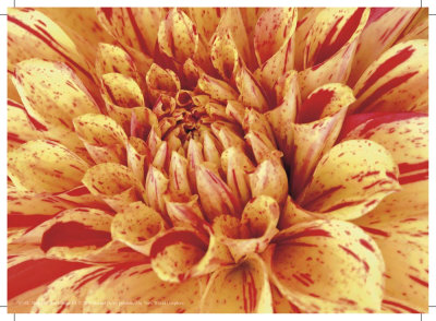 Mini Graphic Dahlia Iii by Rachel Perry Pricing Limited Edition Print image