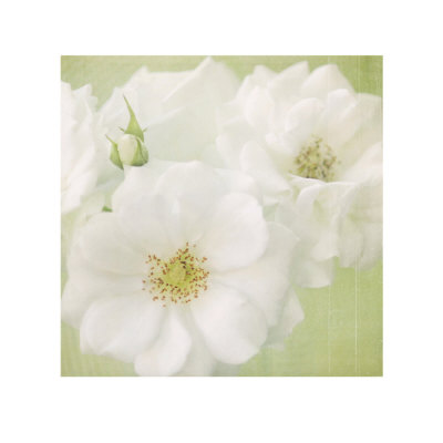 White Roses On Linen by Shana Rae Pricing Limited Edition Print image