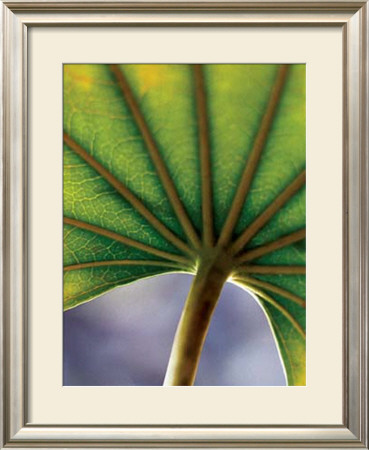 Ricepaper Plant by June Hunter Pricing Limited Edition Print image