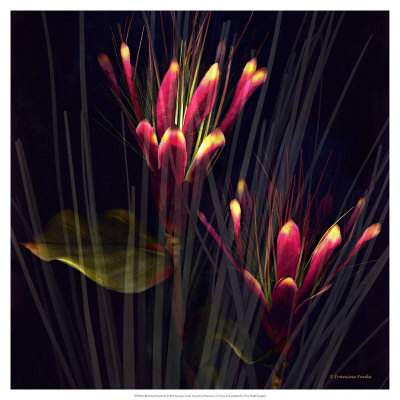 Red Floral Garden Ii by Francine Funke Pricing Limited Edition Print image