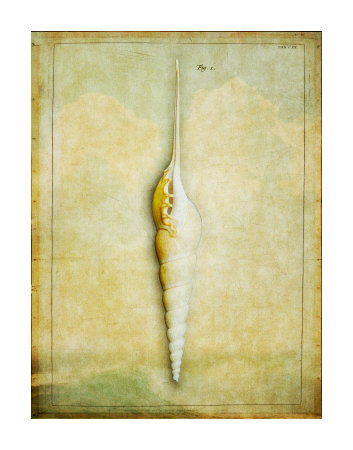 Shell 1 by Doug Landreth Pricing Limited Edition Print image