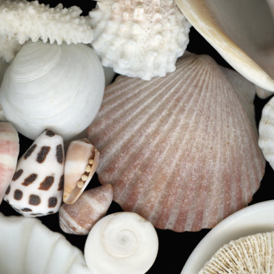 A Mixture Of Sea Life, Including A Scallop, Operculum, Cone Snails, And Coral by Josie Iselin Pricing Limited Edition Print image