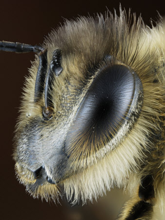 Head Of A Honey Bee (Apis Mellifera) by Wim Van Egmond Pricing Limited Edition Print image