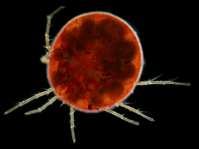 The Water Mite (Hydrachna Globosa) Is A Freshwater Arachnid. Darkfield by Wim Van Egmond Pricing Limited Edition Print image