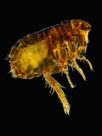 Female Cat Flea. Darkfield Lm by Wim Van Egmond Pricing Limited Edition Print image