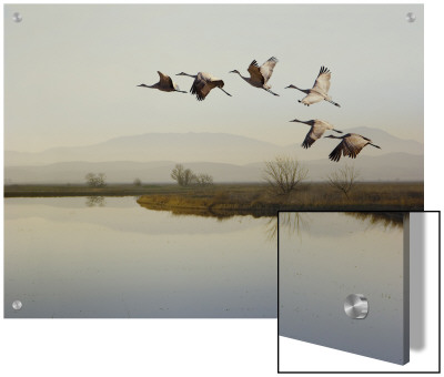Sandhill Cranes Flying Over A Lake, Sacramento, California by D.M. Pricing Limited Edition Print image
