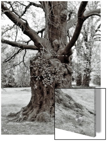Large Gnarled Old Tree by I.W. Pricing Limited Edition Print image