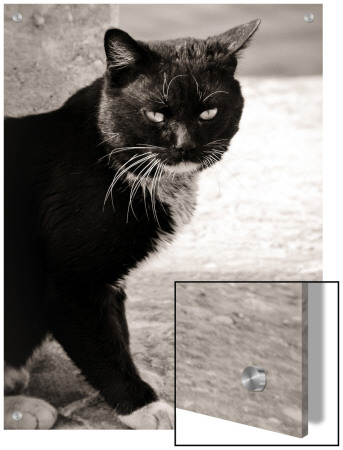Cute Black Cat With White Paws by I.W. Pricing Limited Edition Print image