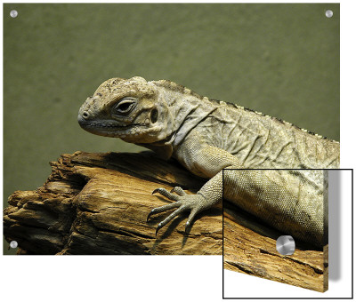 Reptile Sunning On Log Close-Up by I.W. Pricing Limited Edition Print image