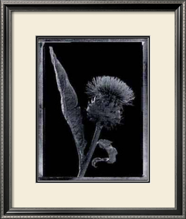 Thistle by Augusto Camino Pricing Limited Edition Print image