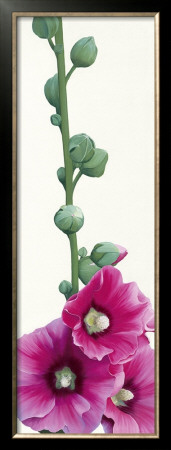 Pink Hollyhock Iii by Stephanie Andrew Pricing Limited Edition Print image