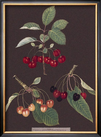 Cherries by George Brookshaw Pricing Limited Edition Print image