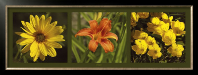 Fleurs by Laurent Pinsard Pricing Limited Edition Print image