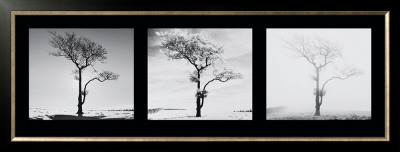 Lone Trees by Dave Butcher Pricing Limited Edition Print image