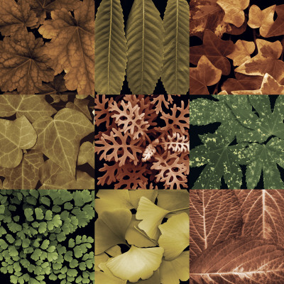 Leaf Montage by Tony Stuart Pricing Limited Edition Print image