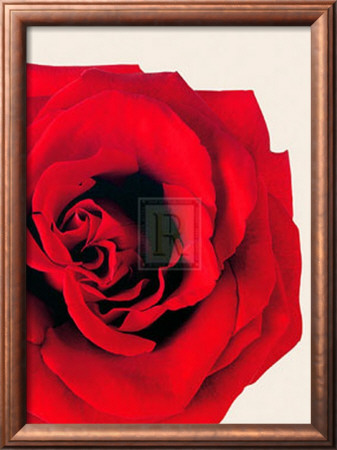 Red Rose by Will Taylor Pricing Limited Edition Print image