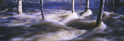 Close-Up Of Water Flowing Through Trees by Staffan Brundell Pricing Limited Edition Print image