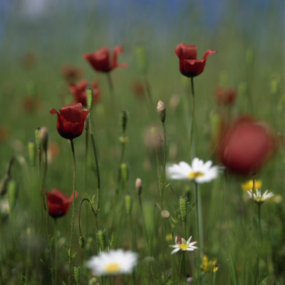 Close Up Of Wild Flowers In A Field by Lars Dahlstrom Pricing Limited Edition Print image