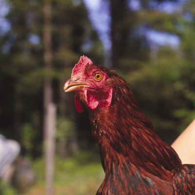 Close-Up Of A Cockerel by Par Domeij Pricing Limited Edition Print image