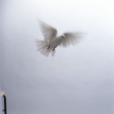 Low Angle View Of A Pigeon Flying In The Sky by Lars Nybom Pricing Limited Edition Print image